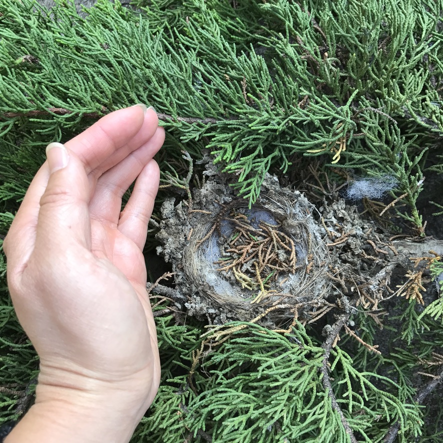 Small bird nest is next to a human hand for scale.